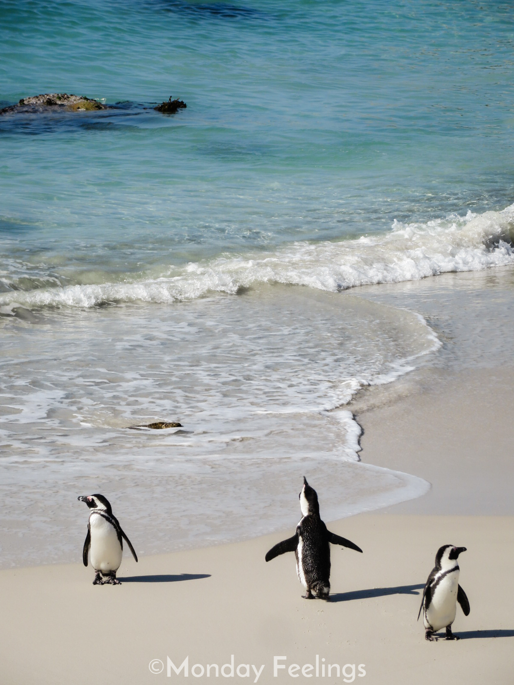 Boulders Beach, as Praia dos Pinguins, é uma das atrações imperdíveis de fazer na África do Sul