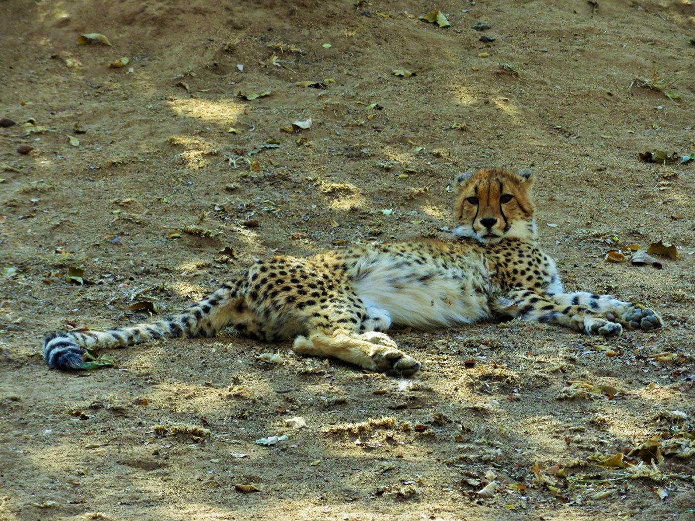Leopardo deitado no chão do sáfari no Kruger