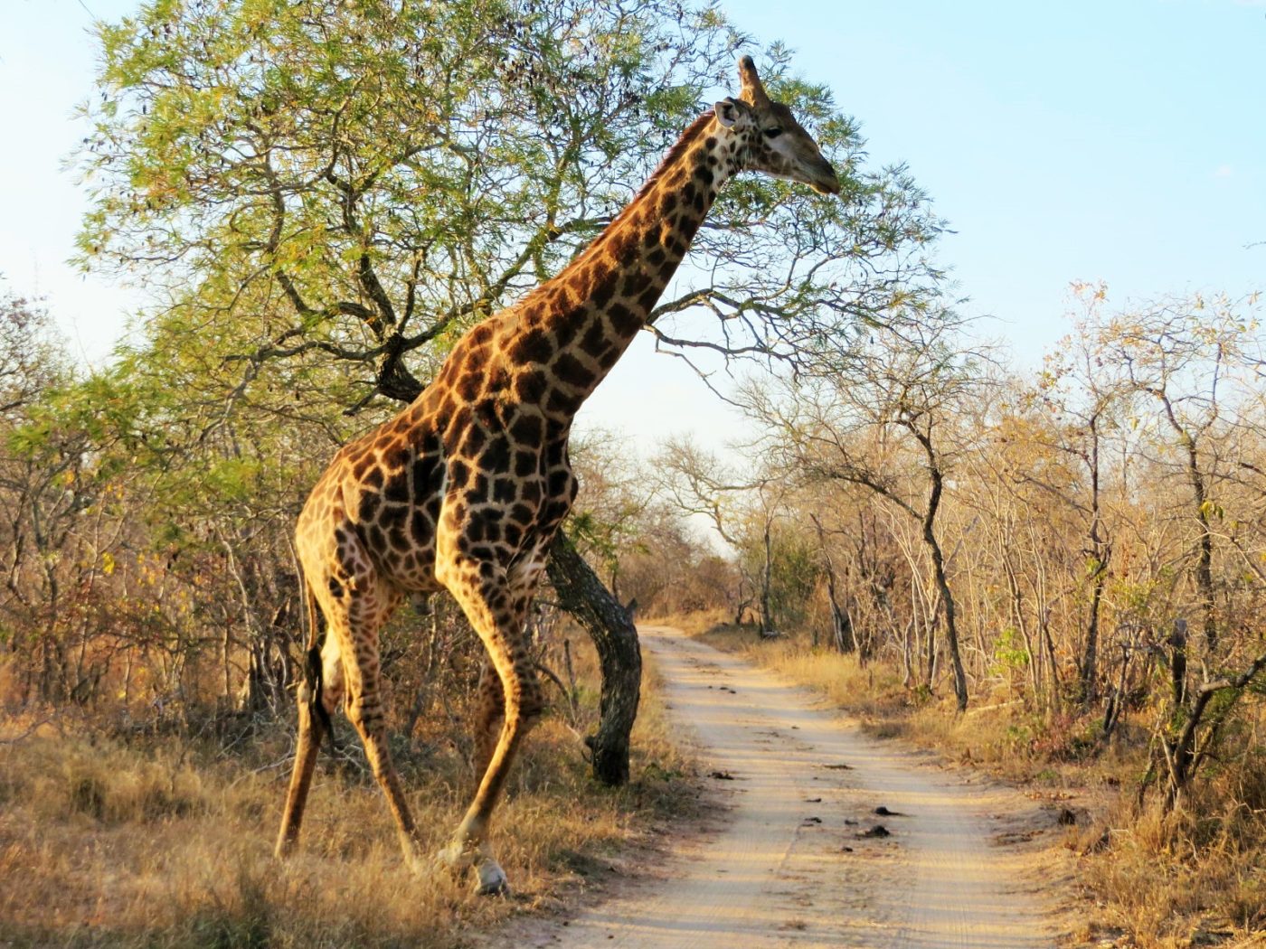Girafa atravessando a estrada no sáfari no Kruger