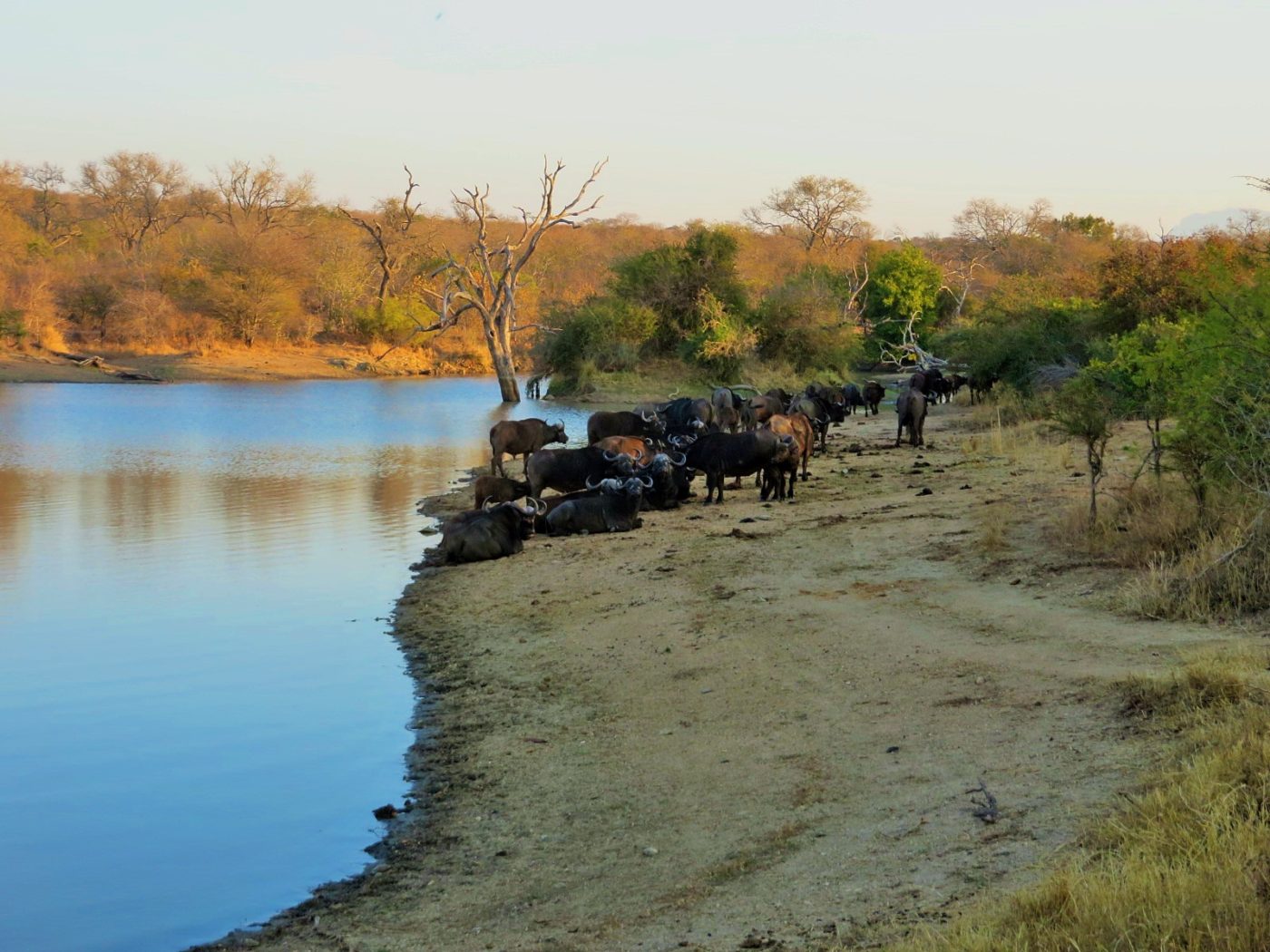 Bufalos na beira da estrada do Kruger