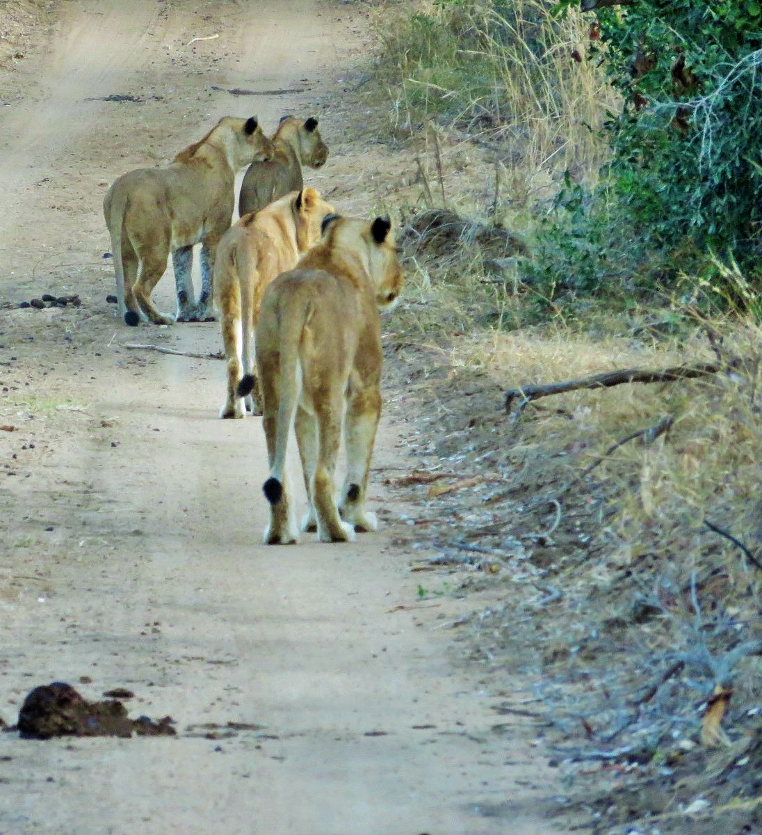 Leoas procurando caça na beira da estrada do sáfari no Kruger