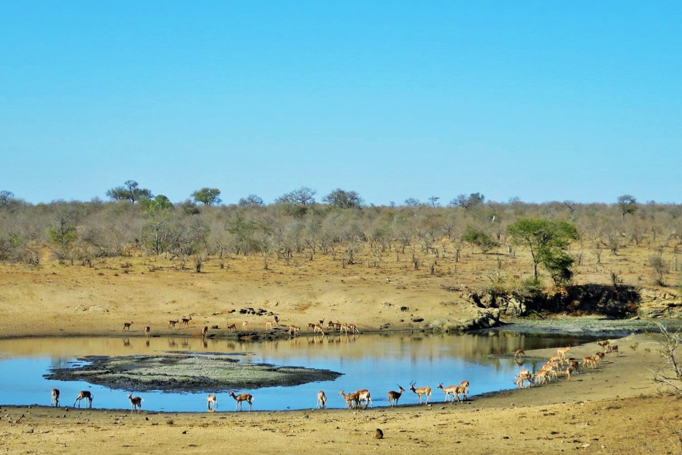 Lago com animais no sáfari