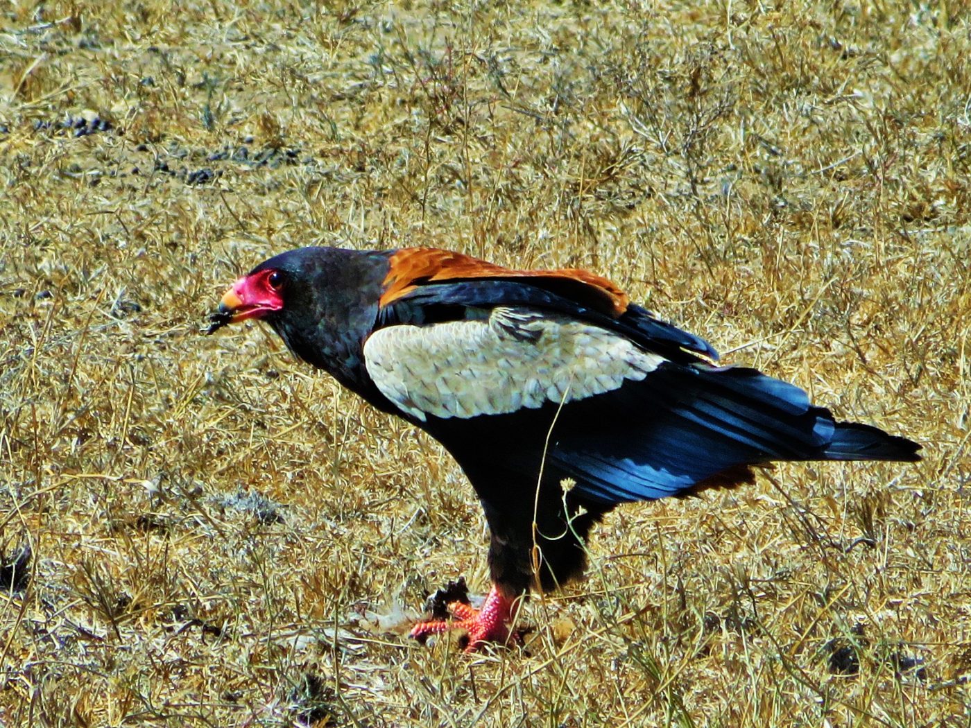 A bird with colorful feathers