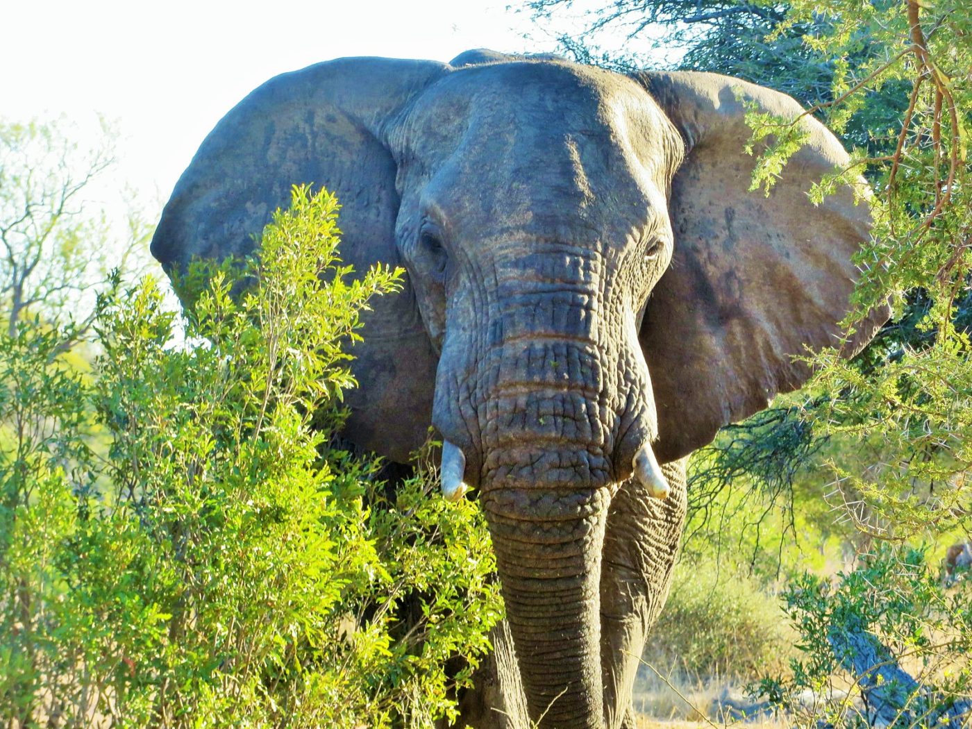 An elephant with a large face in between bushes at the Kruger Safari in South Africa