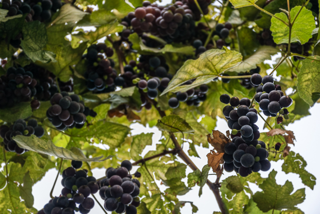 Grapes for traditions for new years day