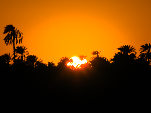 the sunset behind palm trees in Egypt