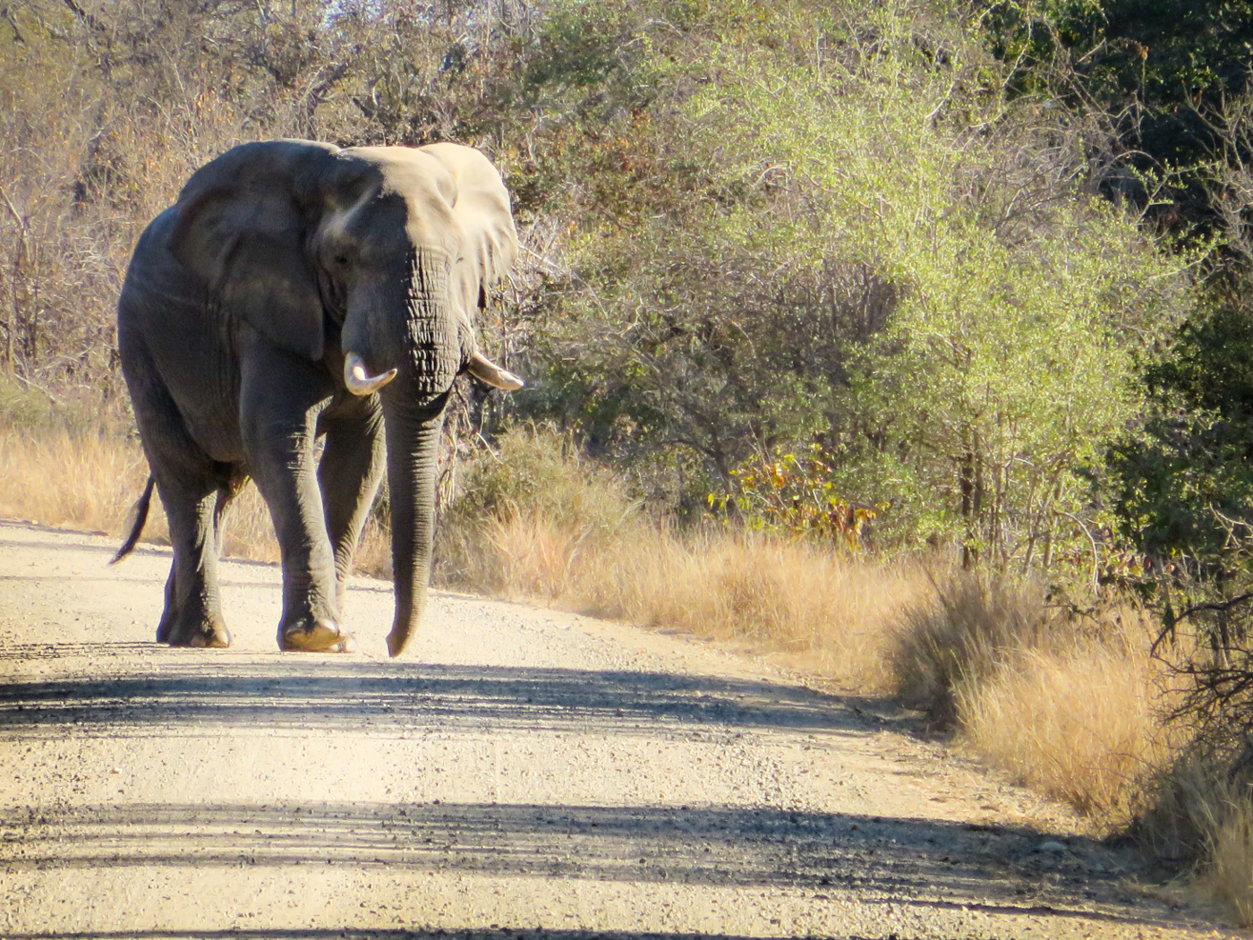 Elefante atravessando a estrada no Kruger Safári, uma das melhores atividades para fazer na África do Sul