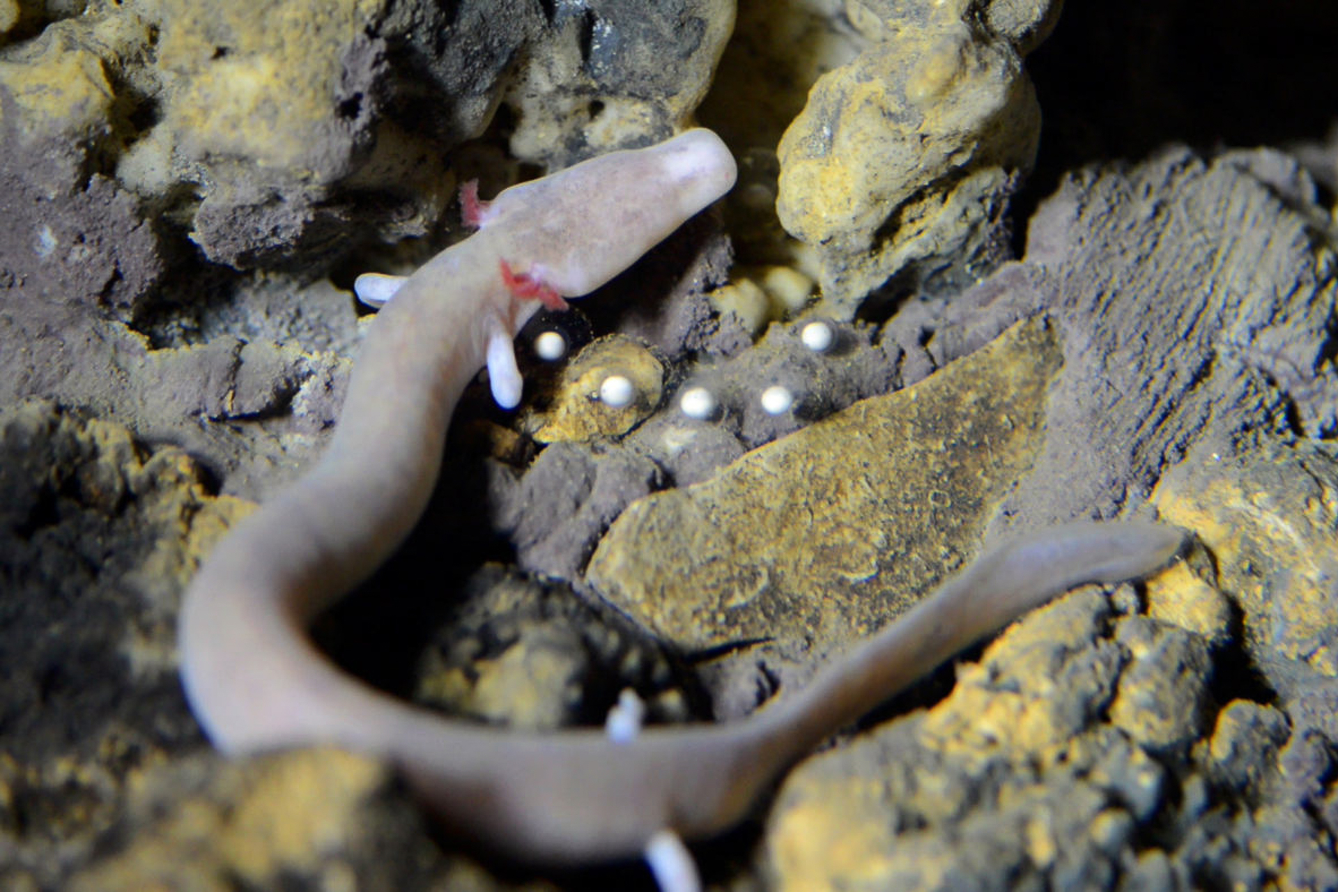 Proteus the cave salamander inside Postojna Cave