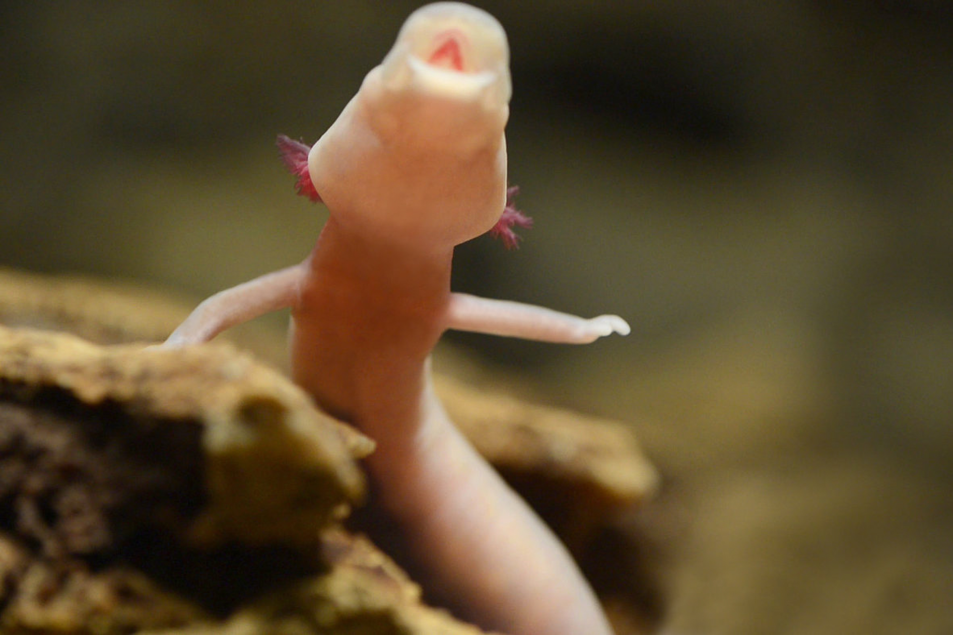 The Proteus baby dragon salamader inside Postojna Cave