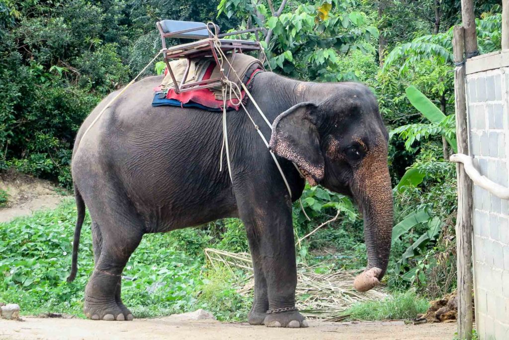 An elephant chained near a wall looking sad