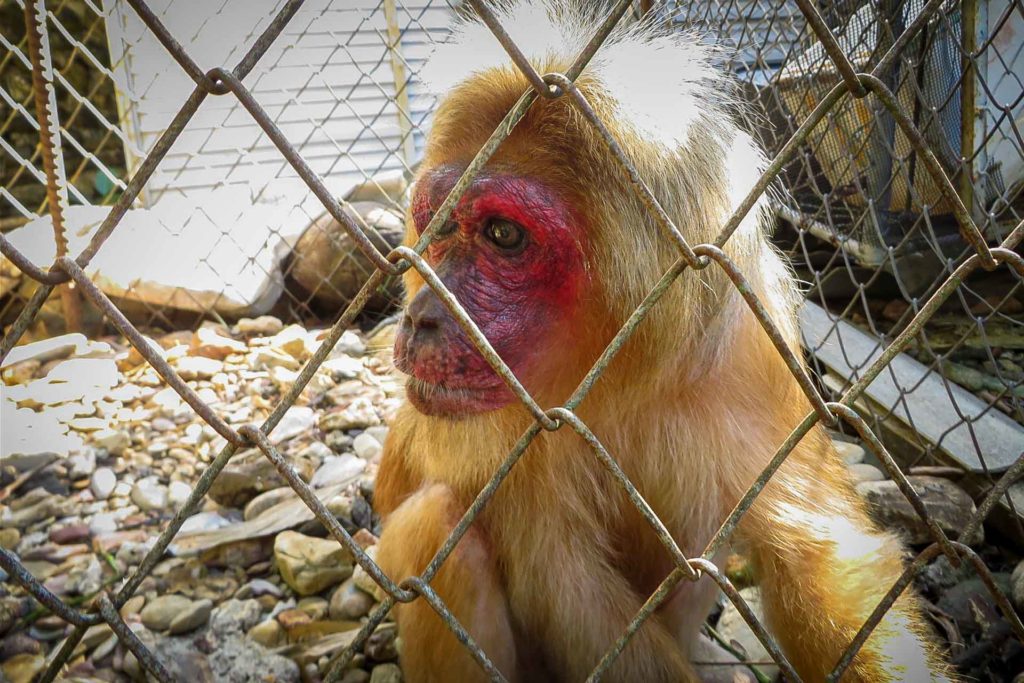 um macaco de cara vermelha atras de uma grade preso na Tailândia