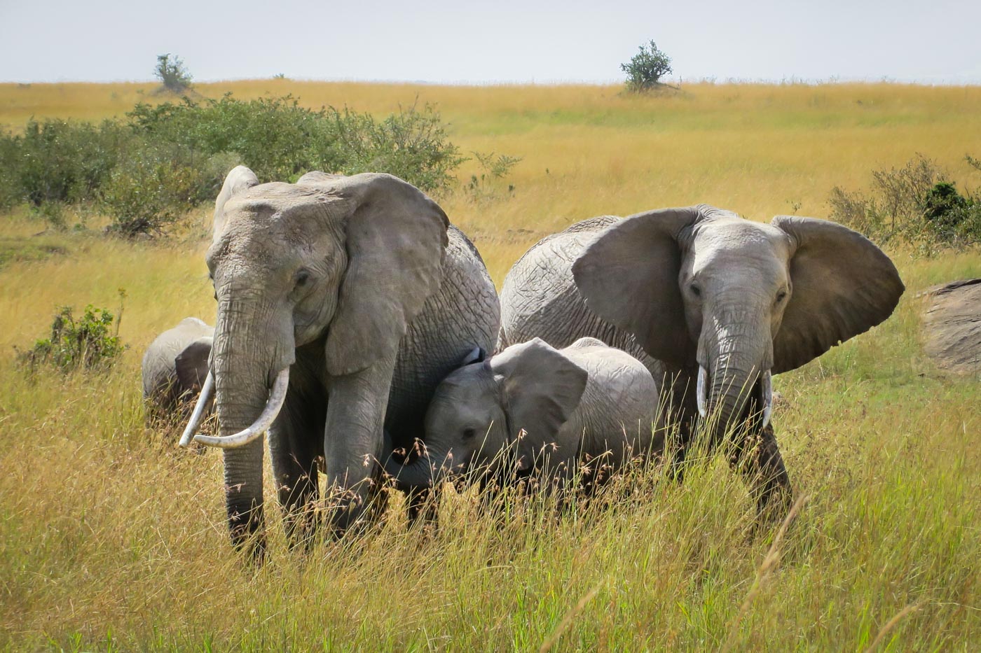 Elephant family in the middle of the savana