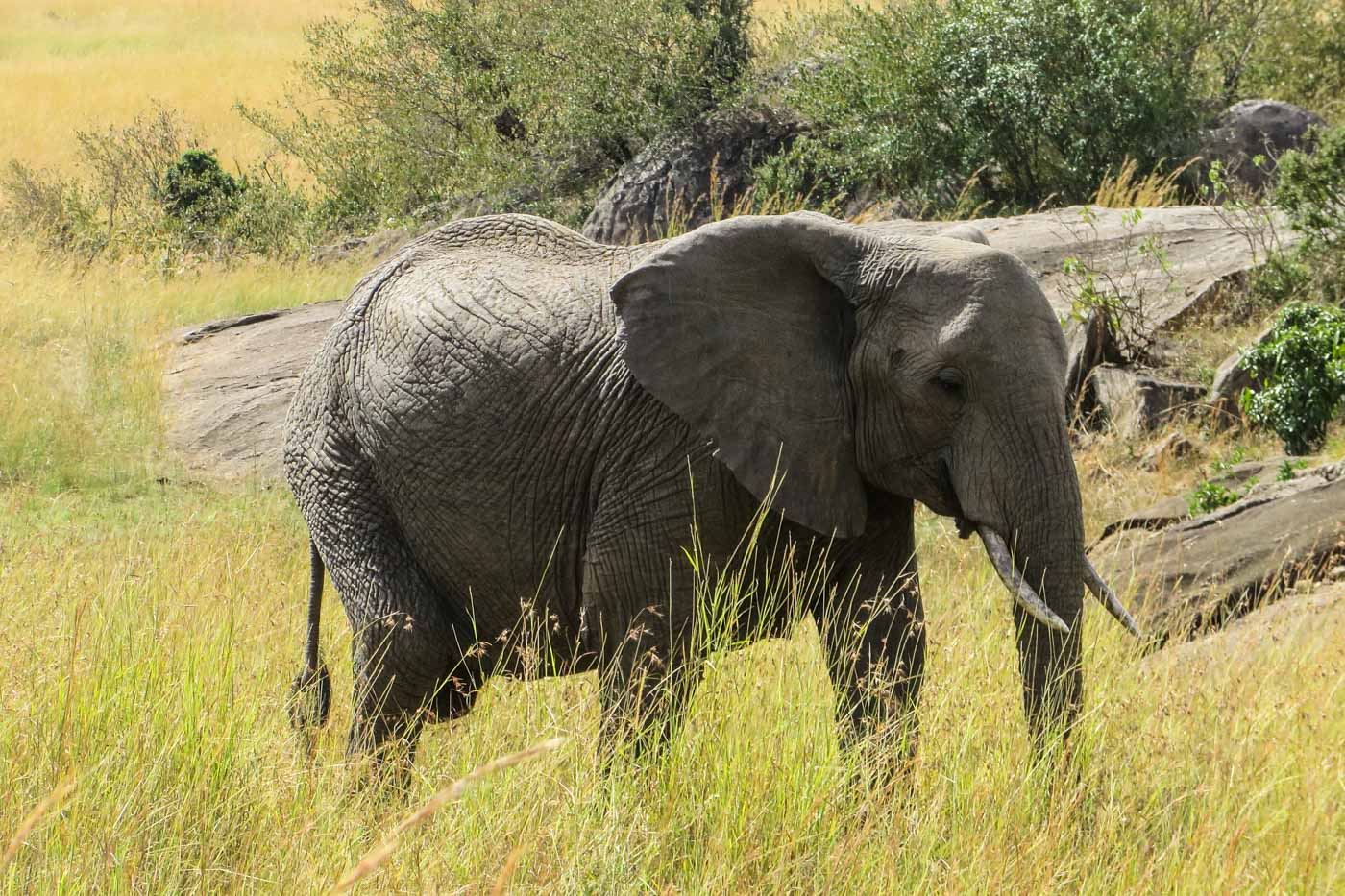 Elefante sózinho no meio da savana