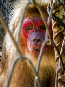 Um macaco de cara vermelha dentro de uma jaula na Tailândia