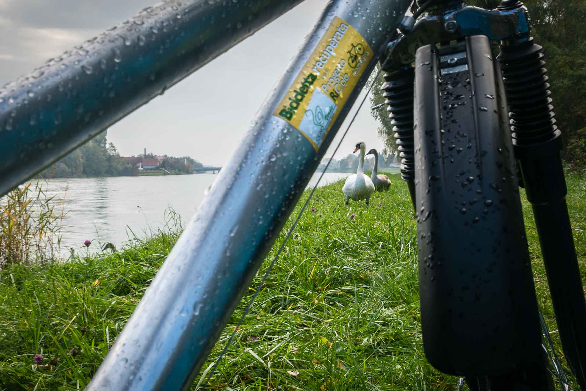 The frame of the bike framing the photo showing swans by the river while cycling through Eurovelo in Europe