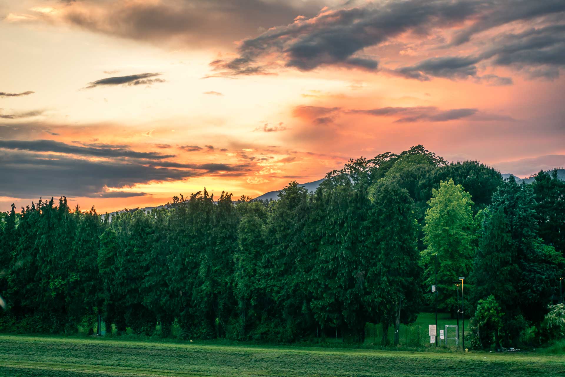 arvores e o sol se pondo em Lucca