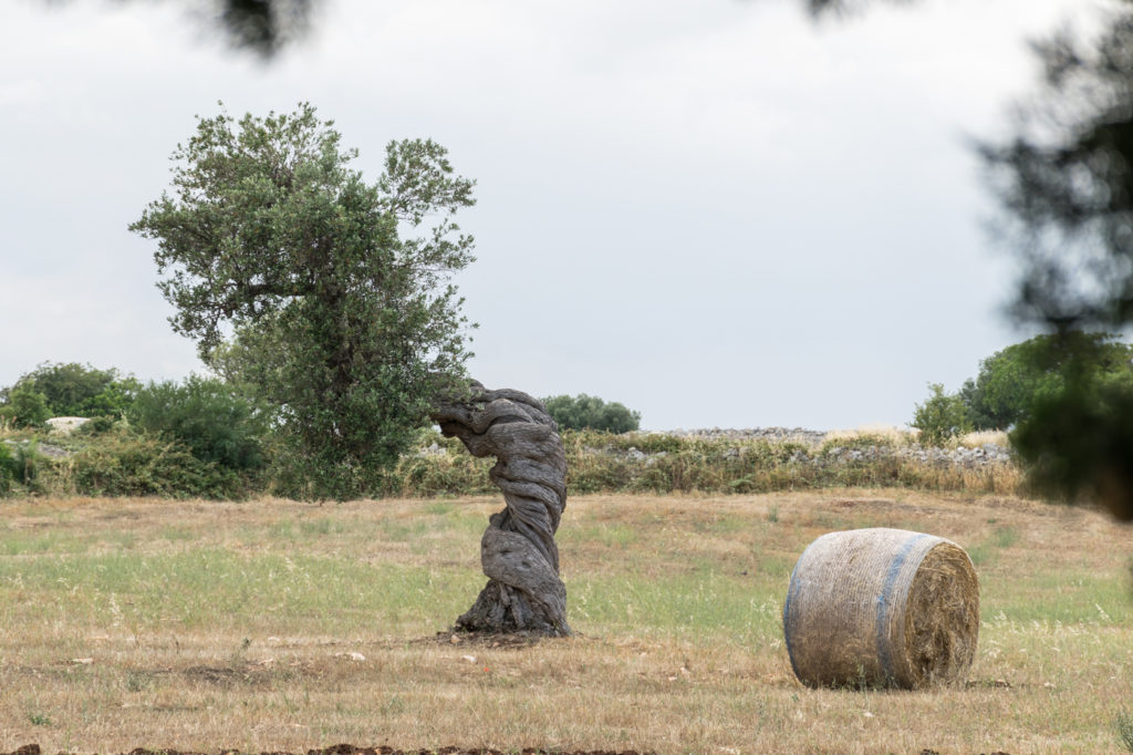 Puglia itinerary Twisted olive tree in Puglia