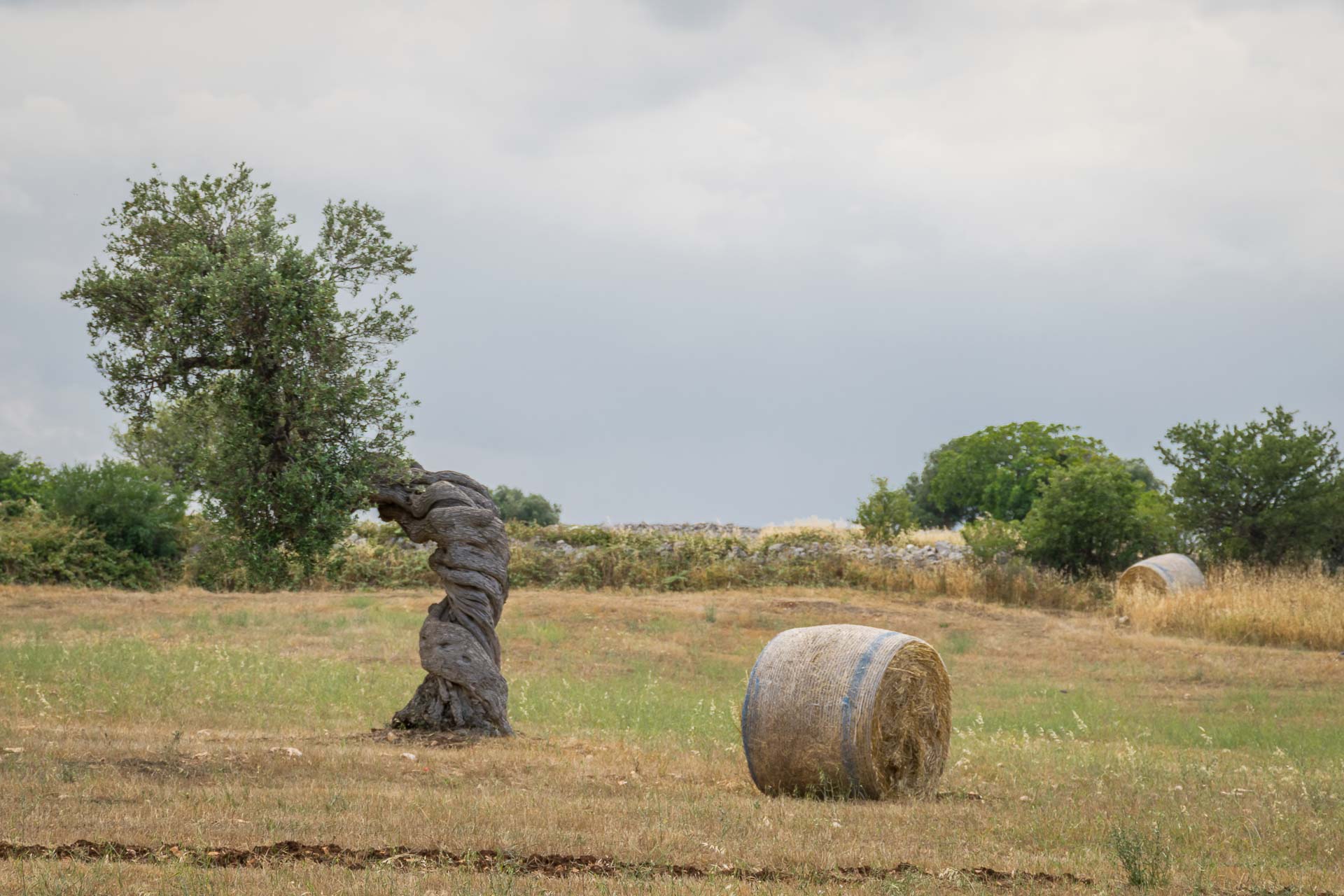 Uma oliveira contorcida perto de um rolo de feno em campo aberto