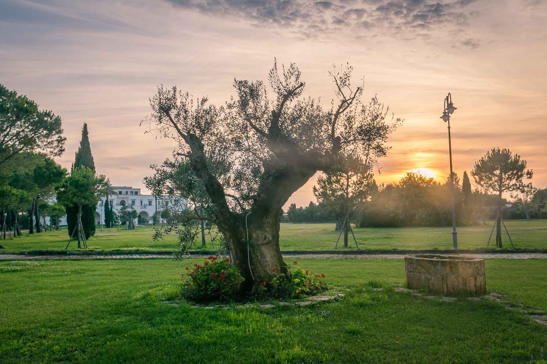 An old olive tree in the middle of a field with the sun setting in the horizon and a building in the back