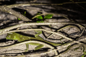 a hidden iguana among twigs