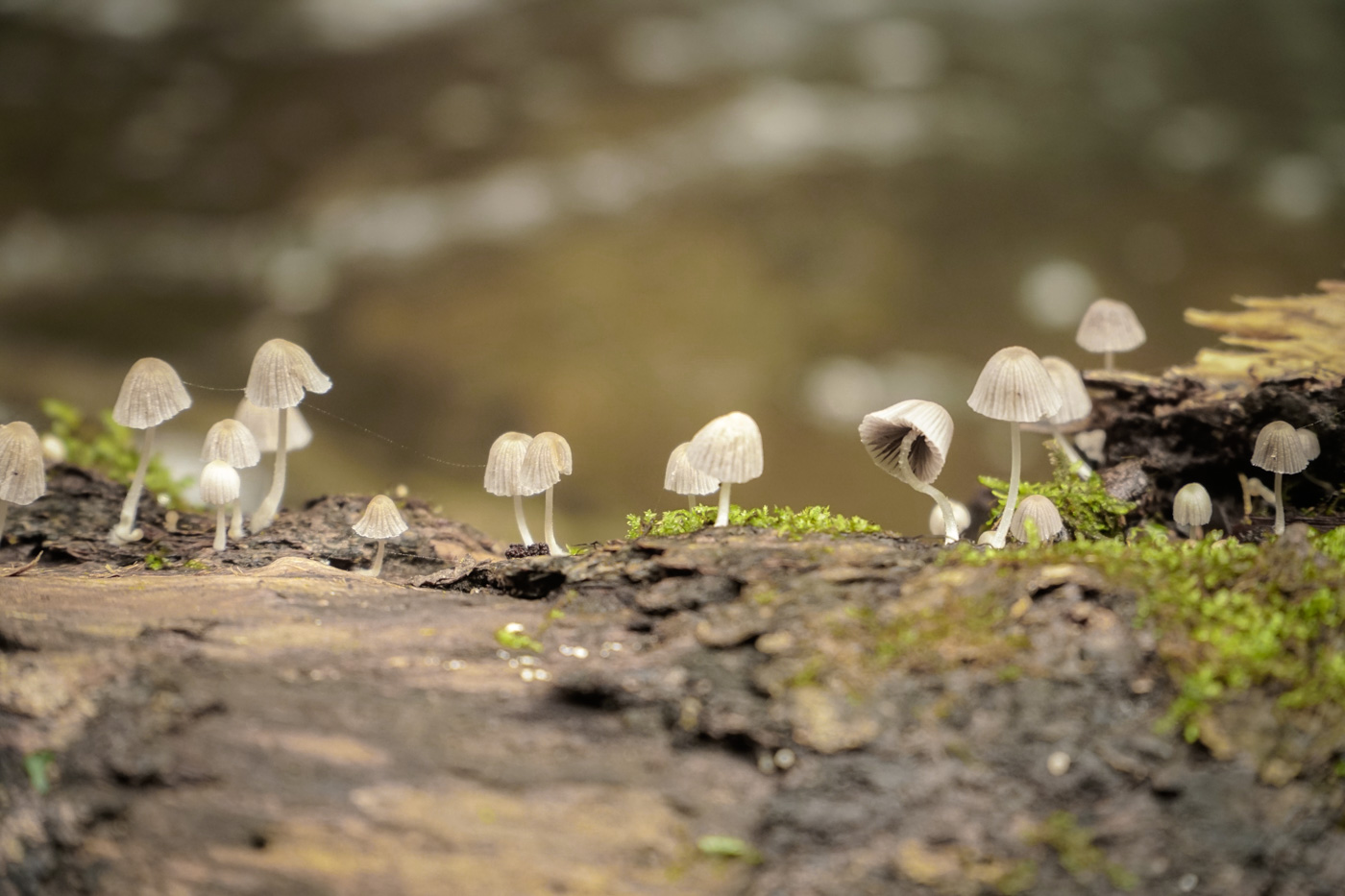 small mushrooms on top of a tree branch