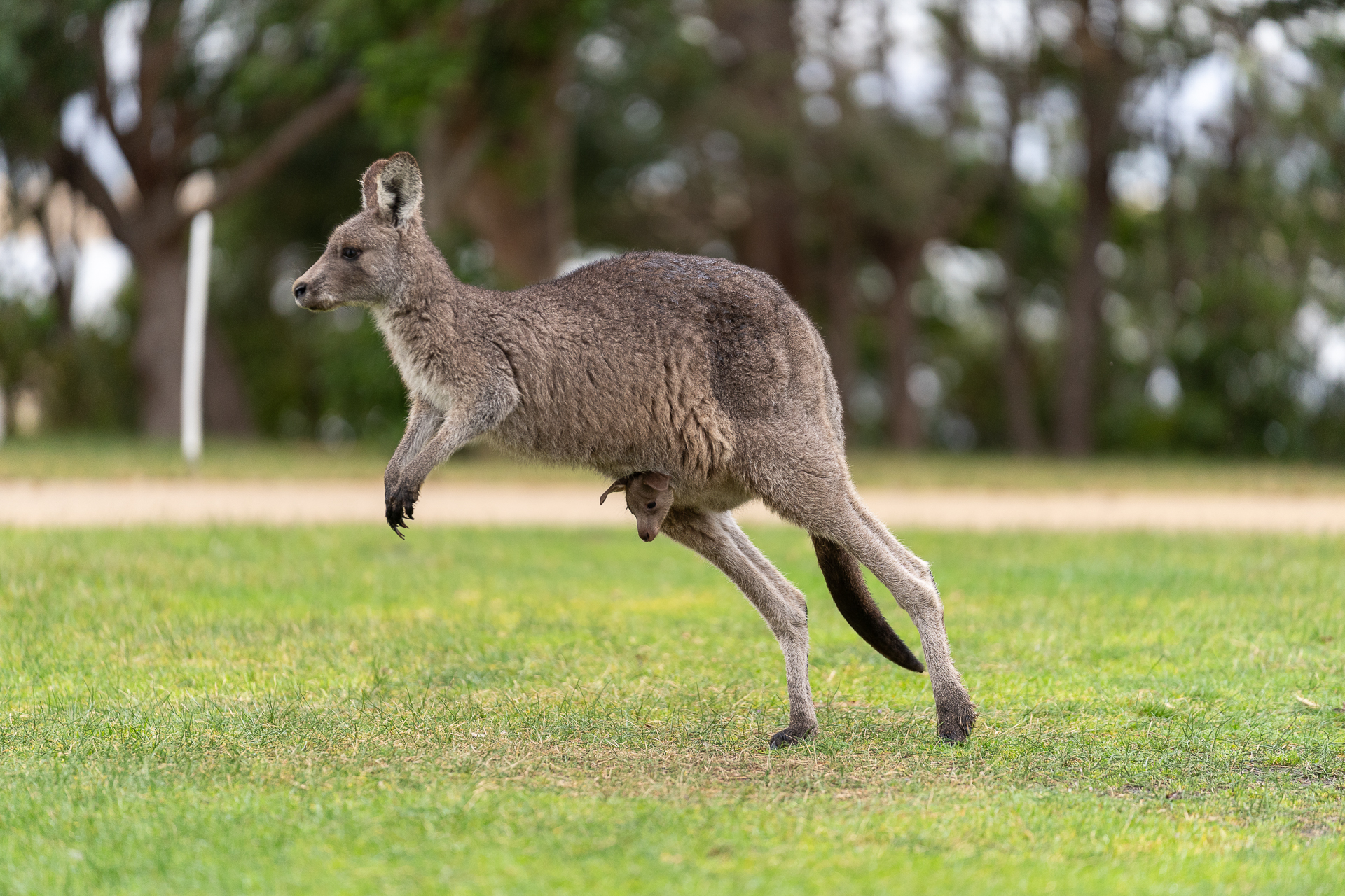 Um canguru pulando carregando um bebê na barriga em um campo gramado