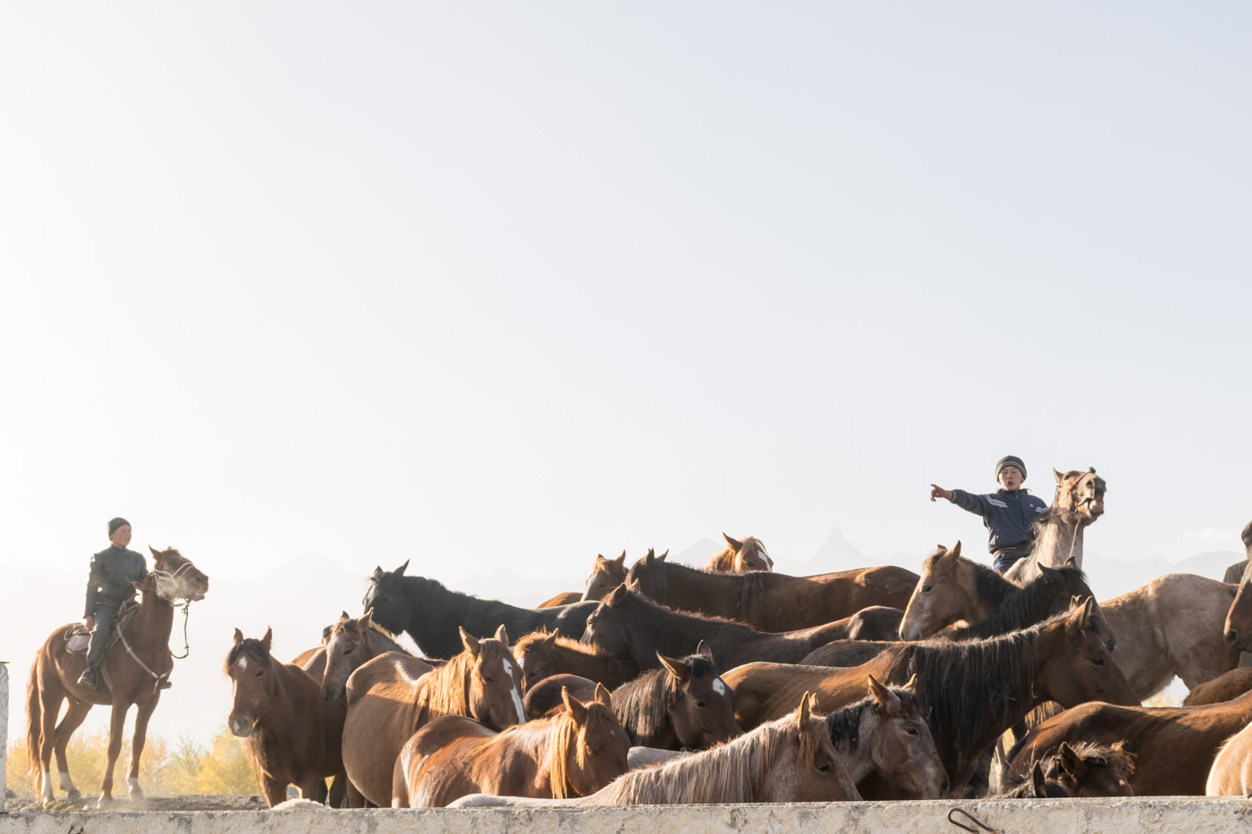 criança levando cavalos no Quirguistão
