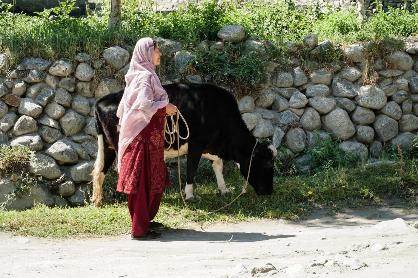 Uma mulher levando a sua vaca pela rua