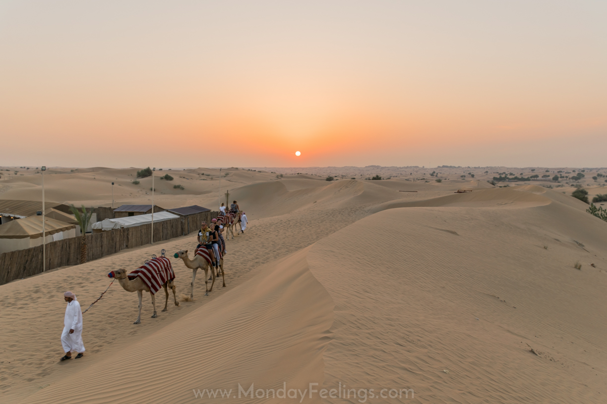 O sol se pondo no horizonte do deserto de Dubai no topo de uma duna ao lado do acampamento no deserto junto a camelos