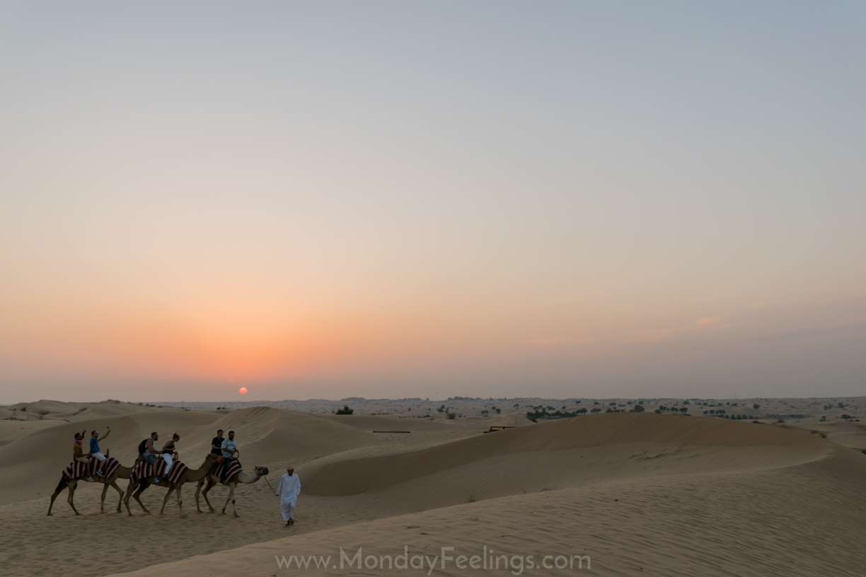 The sunset in the desert of Dubai while riding camels