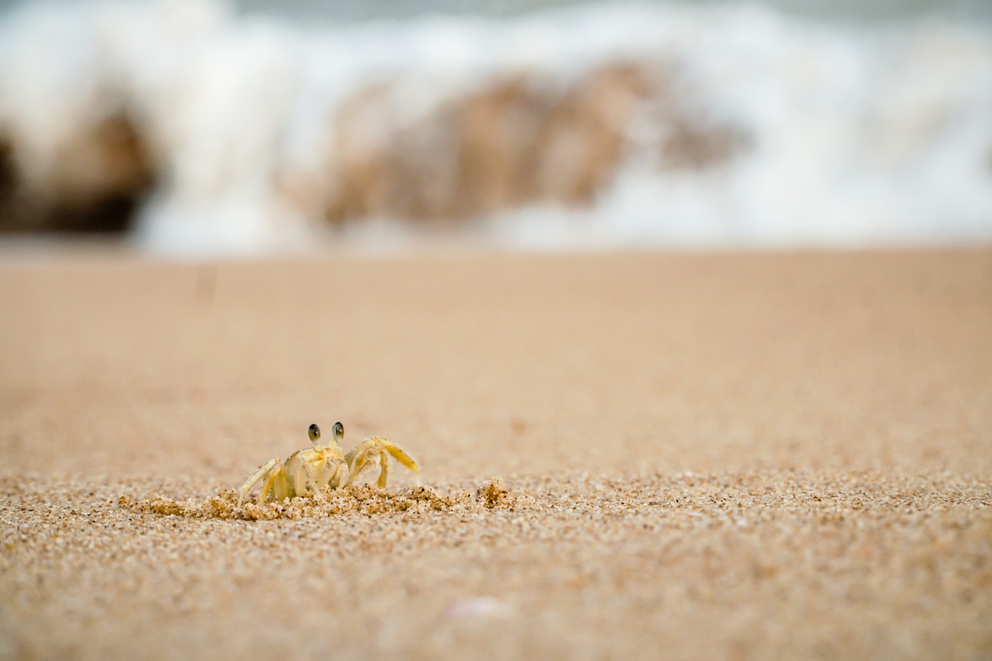Um caranguejo saindo da areia da praia