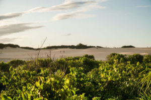 o que fazer em Itaúnas a vegetation and the dunes in Itaunas