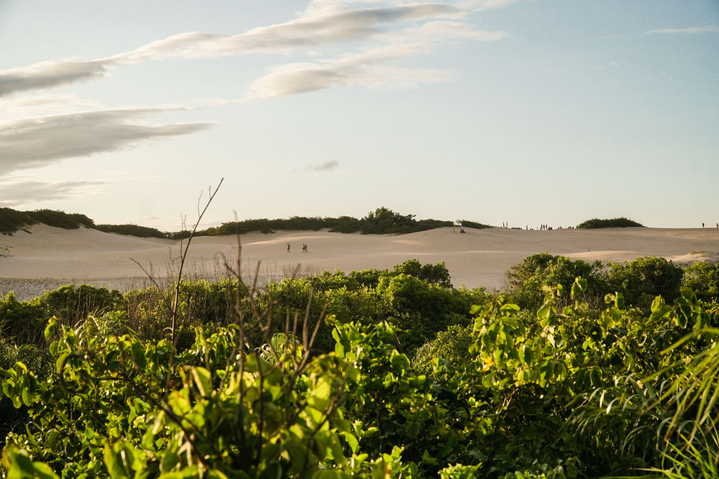 a vegetation and the dunes in Itaunas
