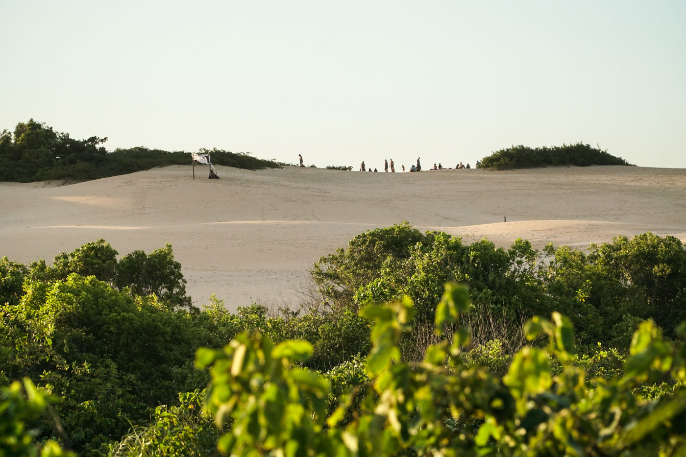 vegetation in front of the dunes of Itaunas