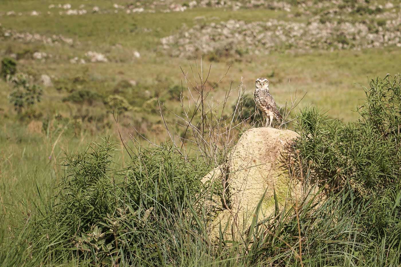 An owl in the Serra da Canastra Brazilian National Park in São Roque de Minas