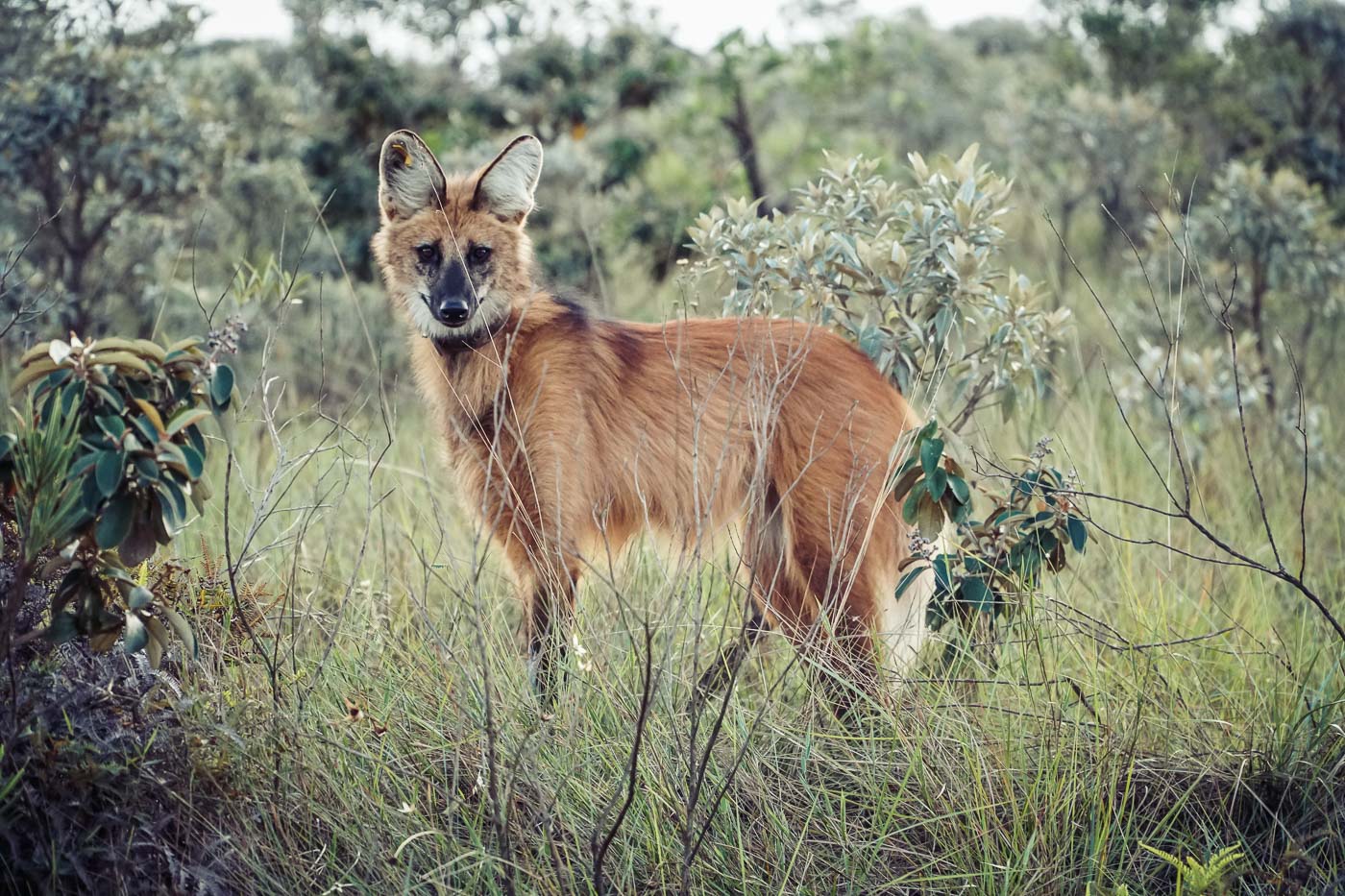 Lobo Guara no Parque Nacional da Serra da Canastra