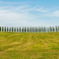 A horizontal line of pine trees divide the green field and the blue sky