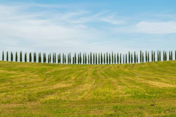A horizontal line of pine trees divide the green field and the blue sky