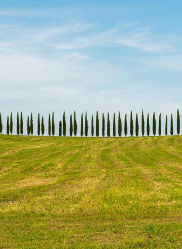 A horizontal line of pine trees divide the green field and the blue sky