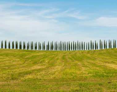 A horizontal line of pine trees divide the green field and the blue sky