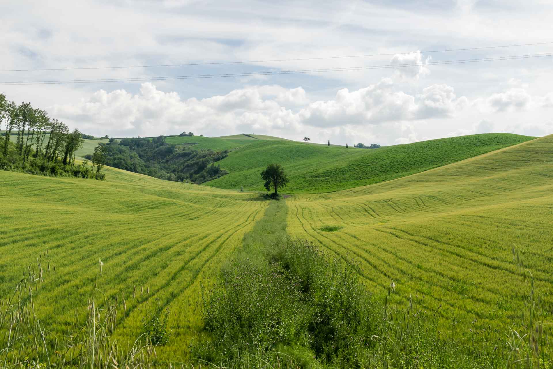 A green field with a single tree in the end of a line of grass