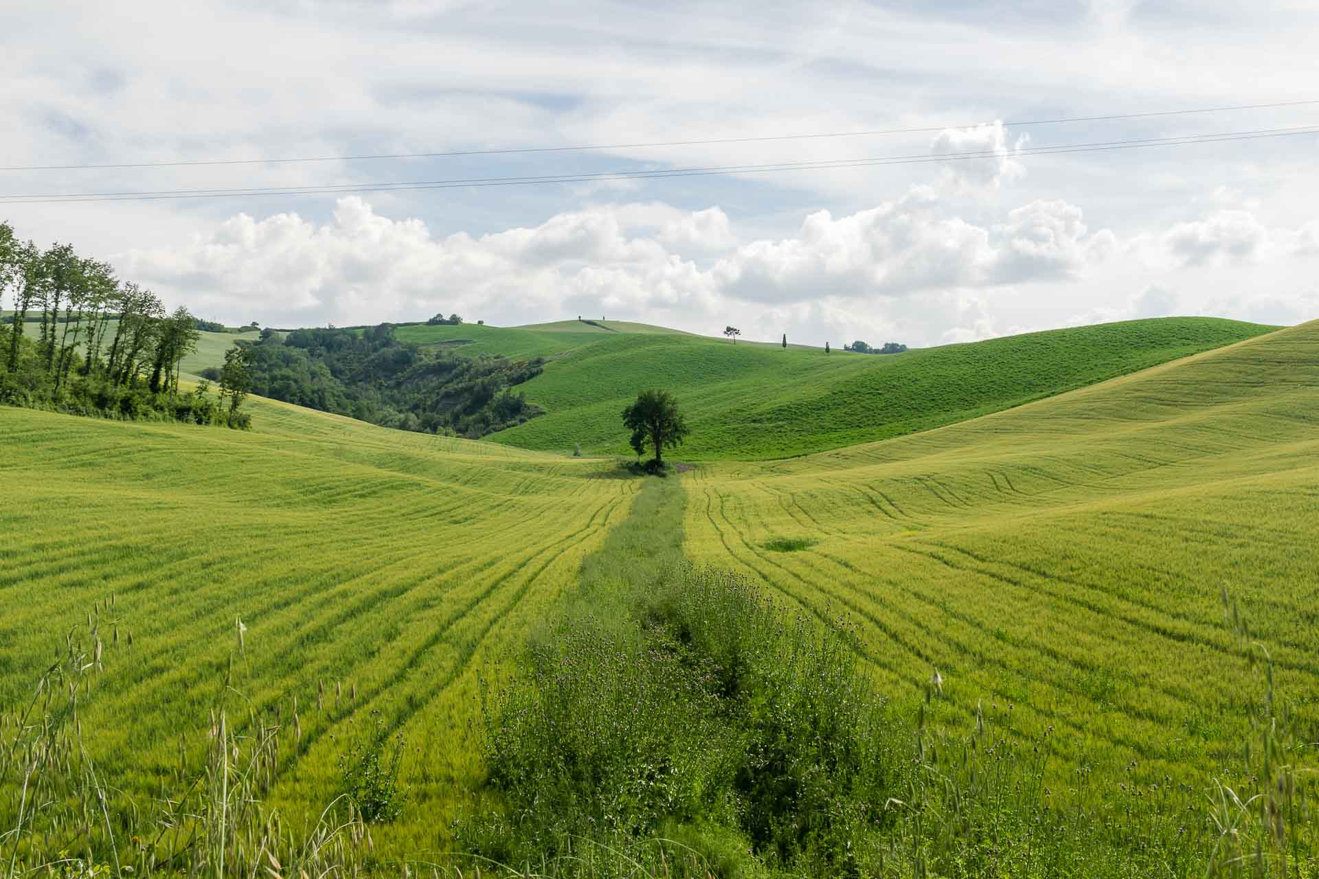 Um campo verde enorme