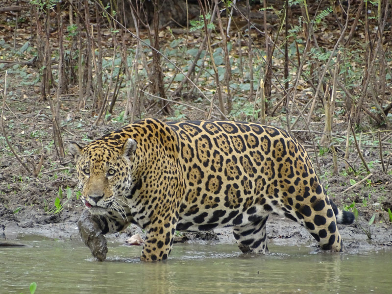 Onça no pantanal entrando na água