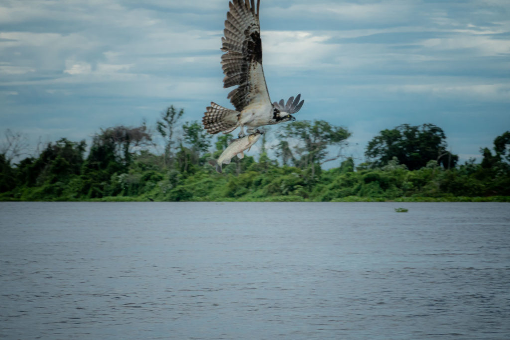 Um água caçadora com um peixe em suas garras voando pelo rio do Pantanal