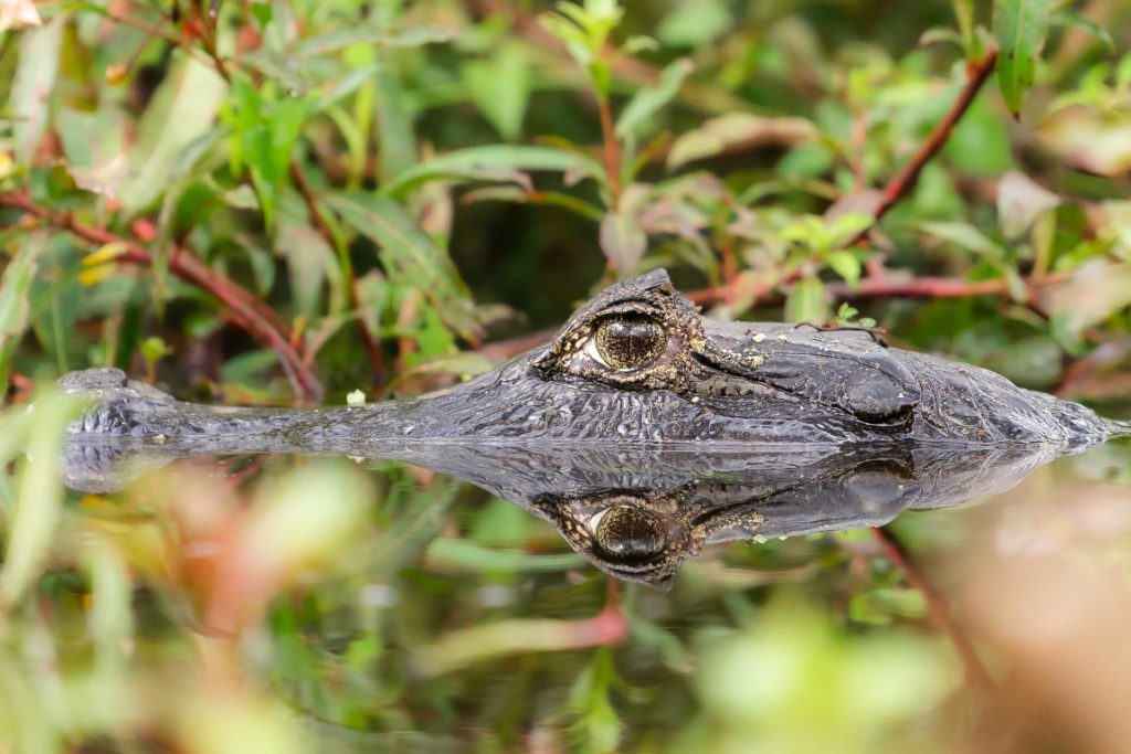 An alligator half-way in the water looking at the camera