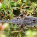 An alligator with half of its head inside the water looking at the camera