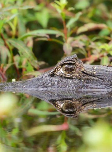 An alligator with half of its head inside the water looking at the camera