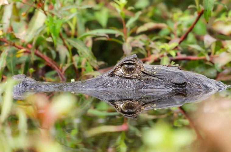 An alligator with half of its head inside the water looking at the camera