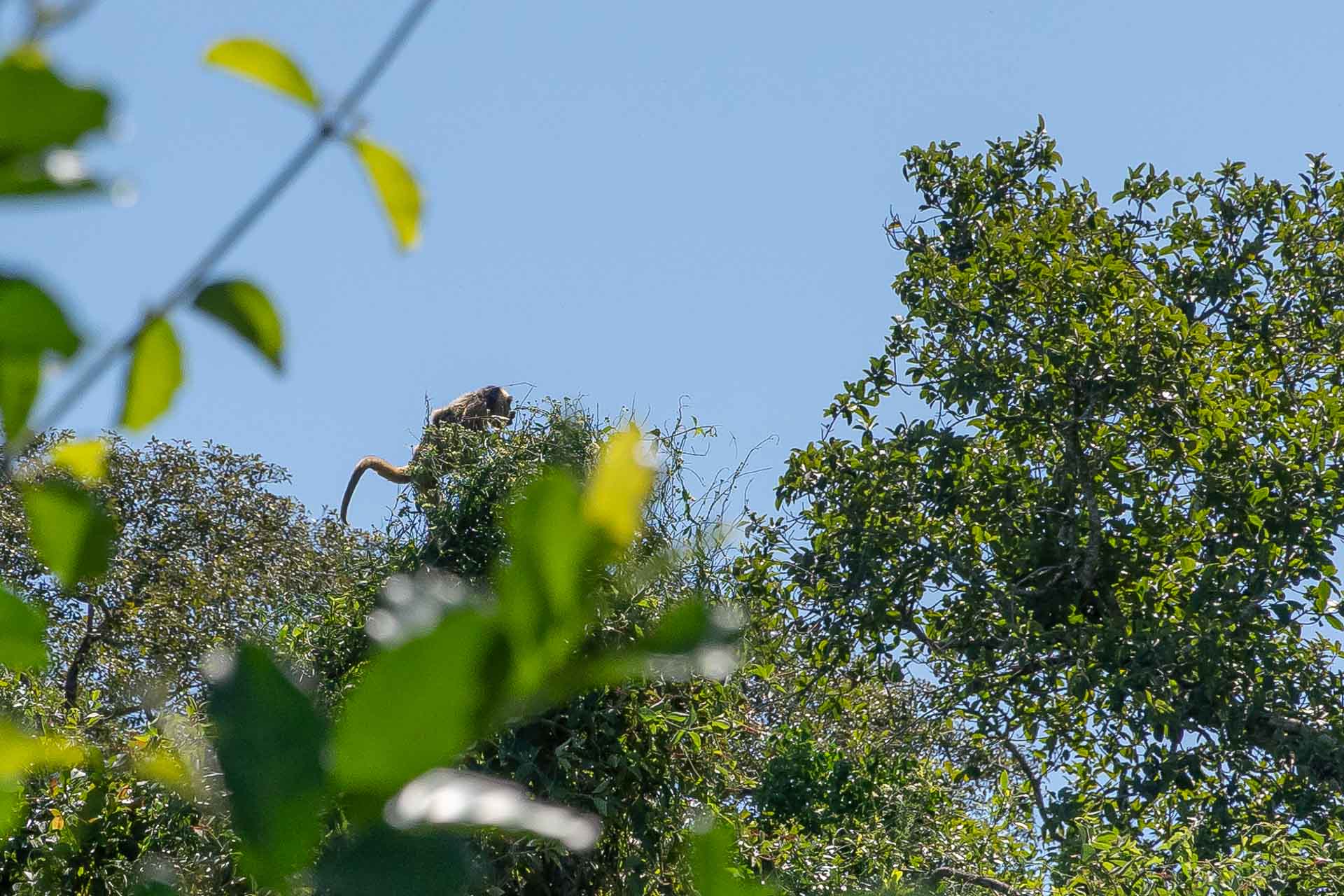 Macaco Bugiu subindo o topo de uma árvore