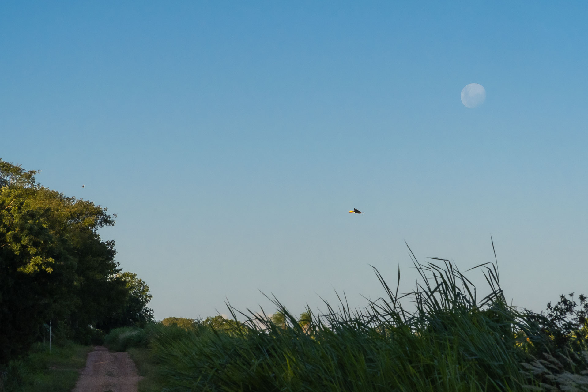Tucano voando embaixo da lua cheia